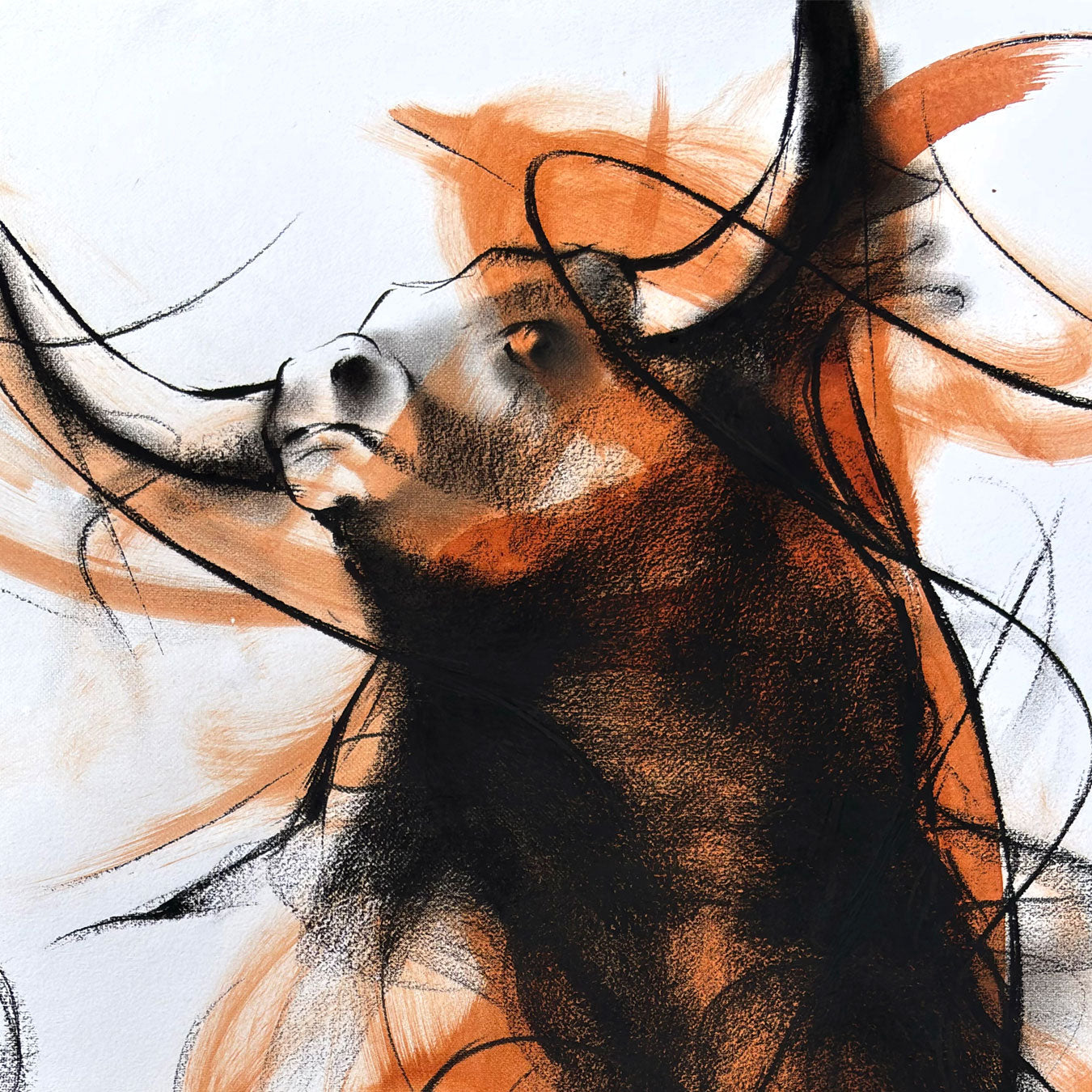 Bull-998