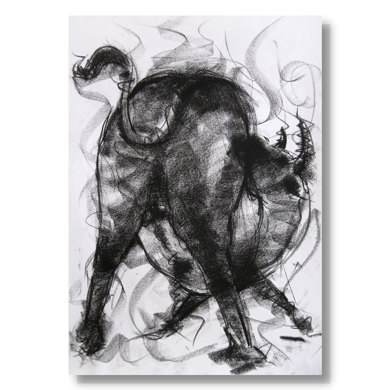 Bull Drawing-002a