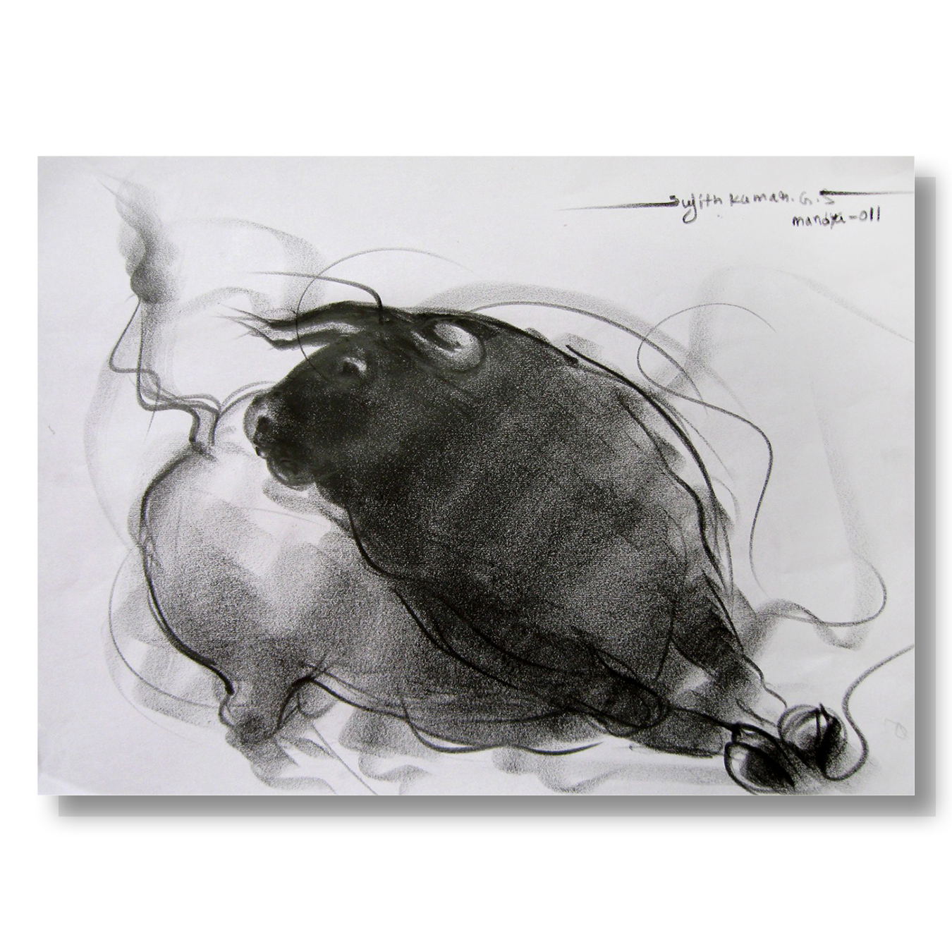 Bull Drawing-081