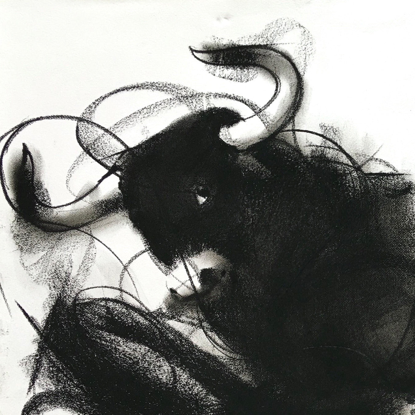Bull Drawing-971