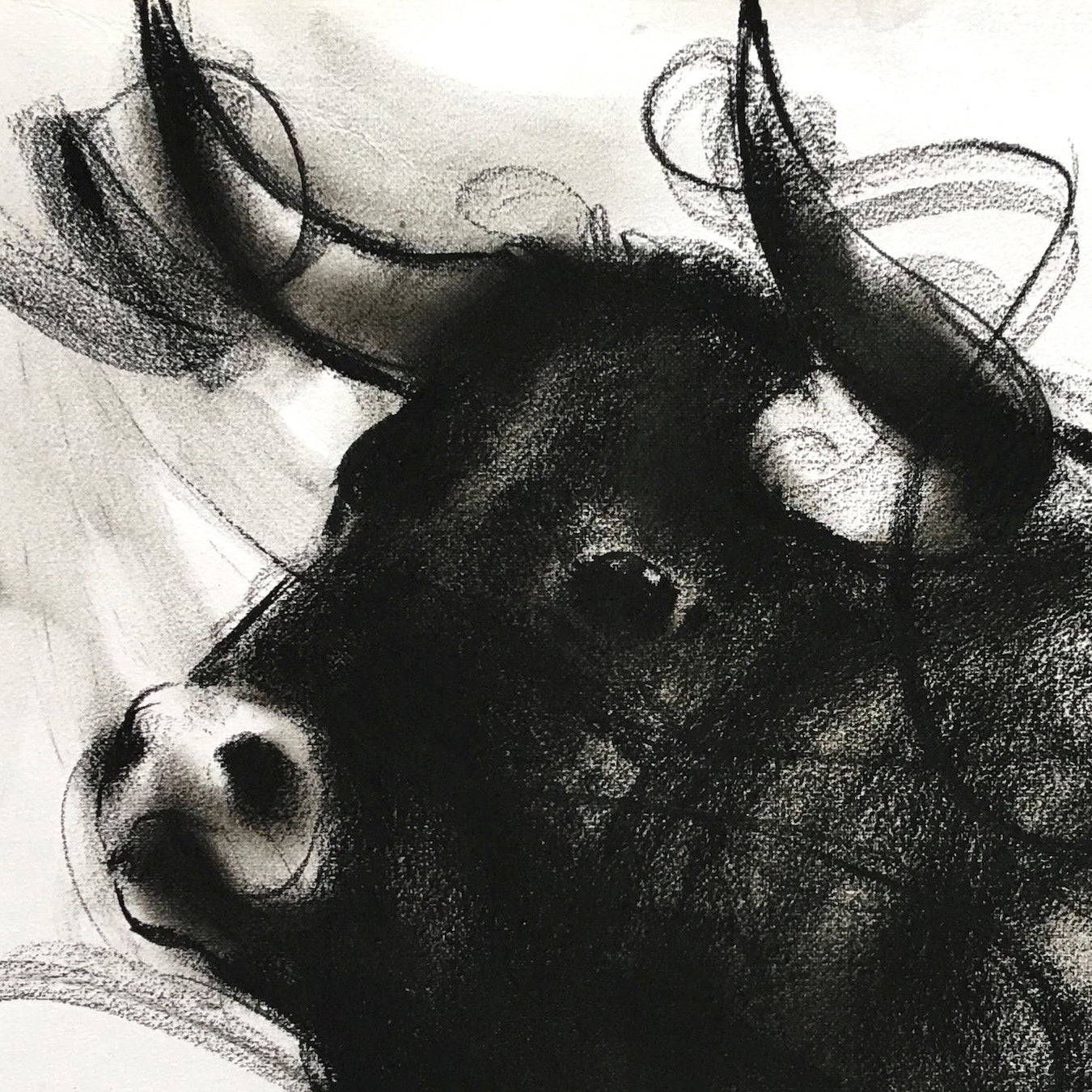Bull Drawing-973
