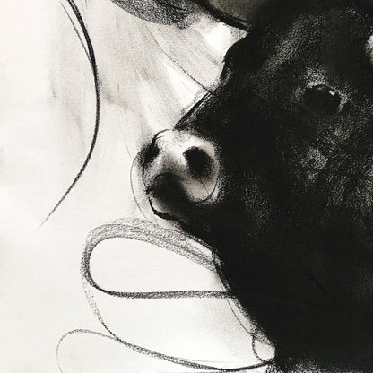 Bull Drawing-973