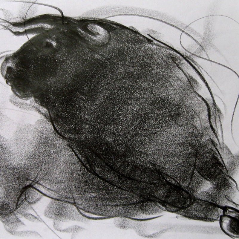 Bull Drawing-081