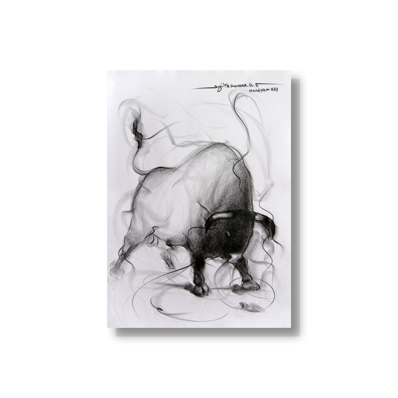 Bull Drawing-089