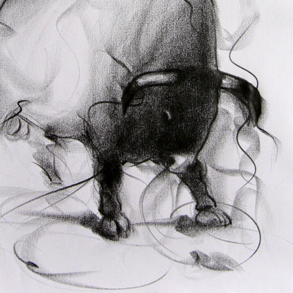 Bull Drawing-089